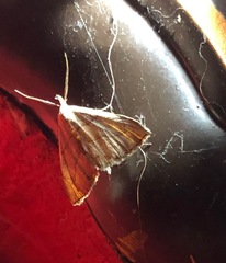 Macrochilo litophora