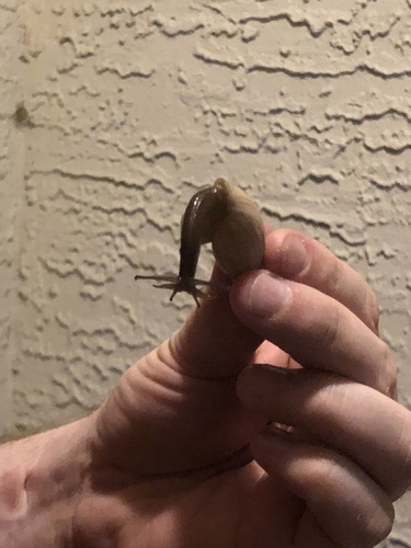 Euglandina rosea image