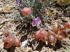 Astragalus jejunus