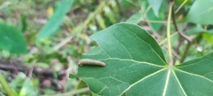Coladenia indrani