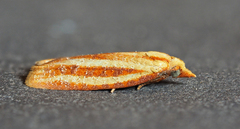 Sparganothis tristriata