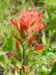 Castilleja hispida acuta