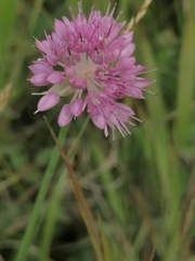 Allium strictum