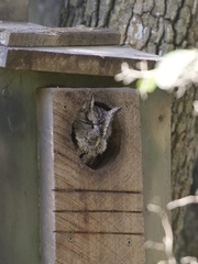 Megascops asio mccallii