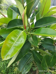 Ficus elastica