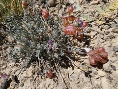 Astragalus jejunus