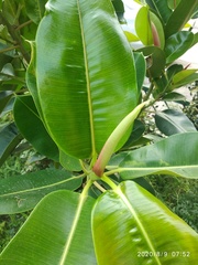 Ficus elastica