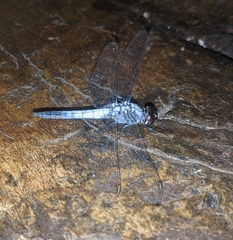 Brachydiplax