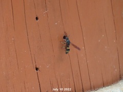 Orancistrocerus drewseni