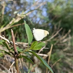 Colotis aurora