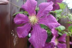 Clematis × jackmanii