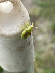 Phymata americana americana