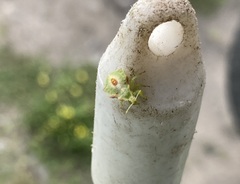 Phymata americana americana