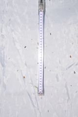 Batia lunaris