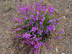 Penstemon azureus