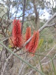 Hakea francisiana