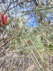 Hakea francisiana