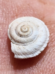 Oreohelix handi