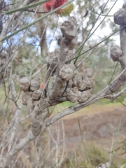 Hakea francisiana