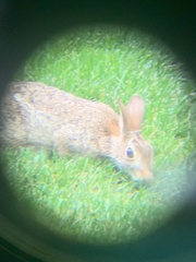 Sylvilagus floridanus