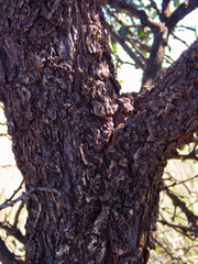 Acacia inaequilatera