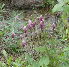 Castilleja raupii