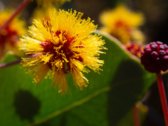 Acacia inaequilatera