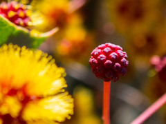 Acacia inaequilatera
