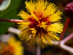 Acacia inaequilatera