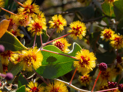 Acacia inaequilatera
