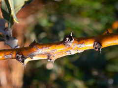 Acacia inaequilatera