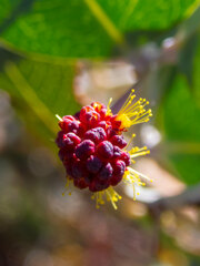 Acacia inaequilatera