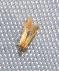 Batia lunaris