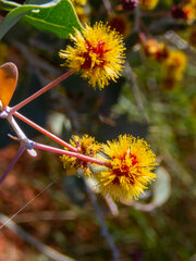 Acacia inaequilatera