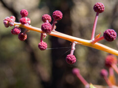 Acacia inaequilatera