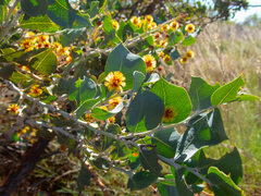 Acacia inaequilatera