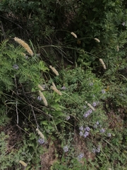 Melica transsilvanica