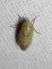 Negosiana dualis