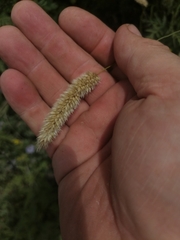 Melica transsilvanica