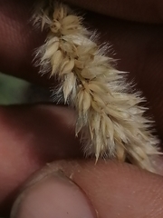 Melica transsilvanica