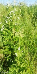 Filipendula ulmaria