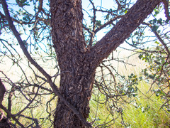 Acacia inaequilatera