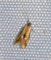 Batia lunaris