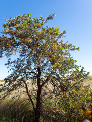 Acacia inaequilatera