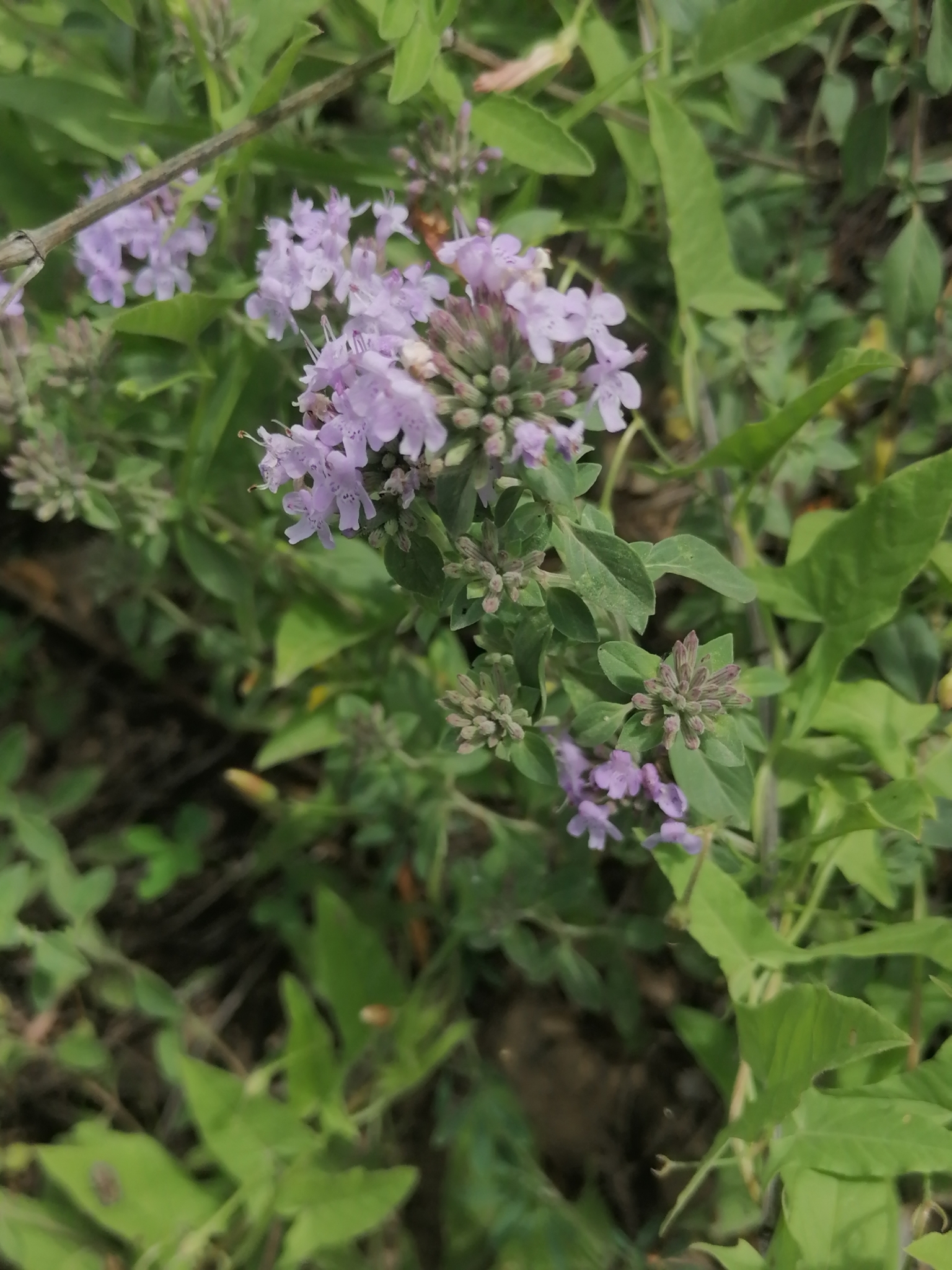 Ziziphora clinopodioides Lam.