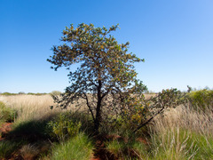 Acacia inaequilatera
