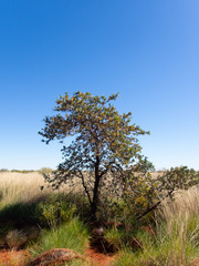 Acacia inaequilatera