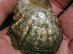 Ostrea lurida