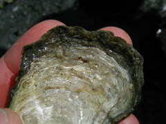Ostrea lurida