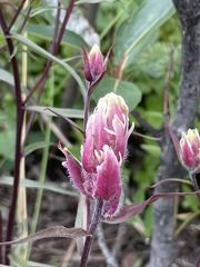 Castilleja raupii